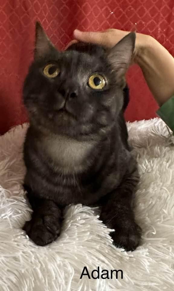 Enlarge Adam, a Adoptable mixed breed in Ballwin, MO image 2/4