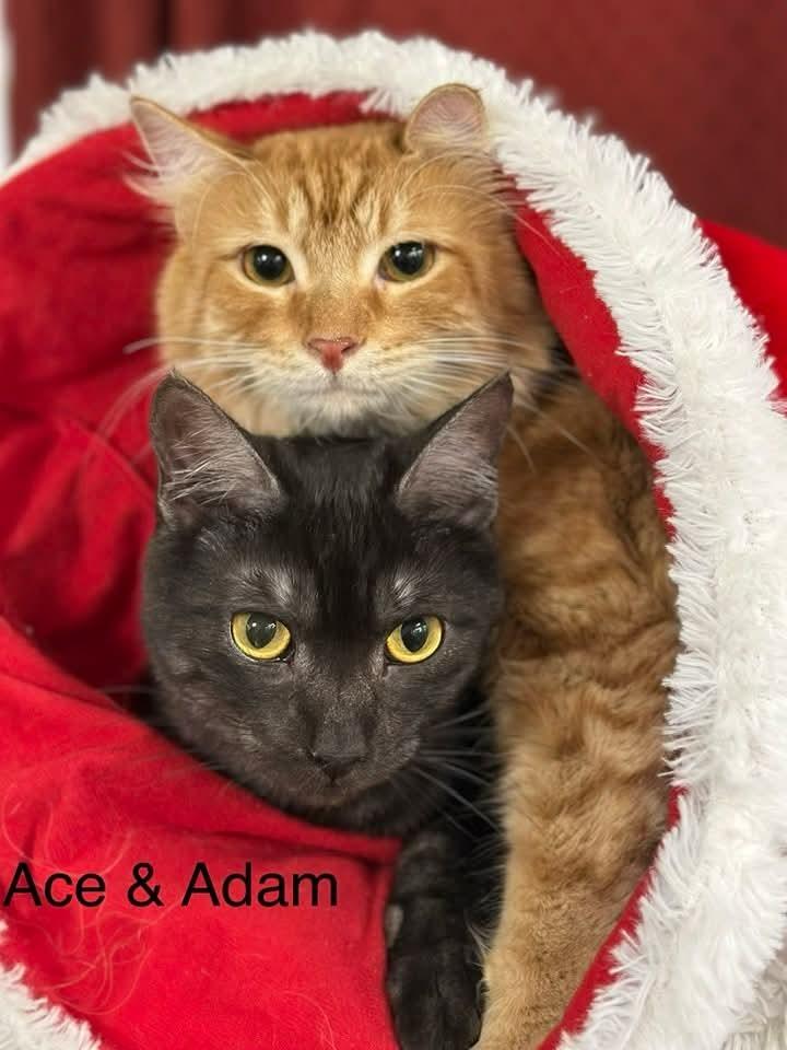 Enlarge Adam, a Adoptable mixed breed in Ballwin, MO image 3/4
