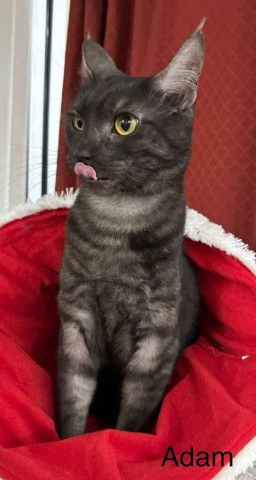 Enlarge Adam, a Adoptable mixed breed in Ballwin, MO image 4/4