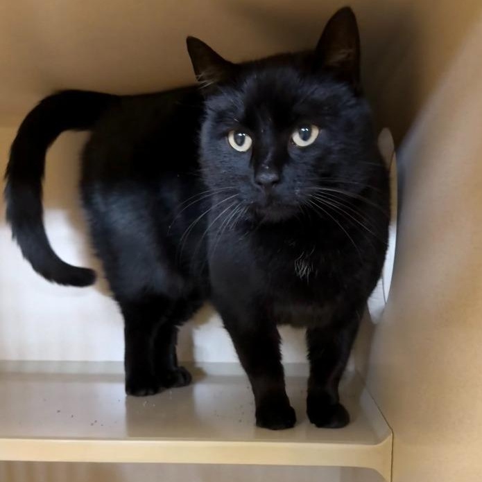 Enlarge Blanco, an adoptable mixed breed in Thayne, WY image 1/2