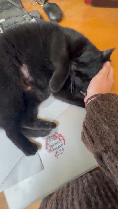 Enlarge Blanco, an adoptable mixed breed in Thayne, WY video 2/2