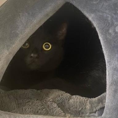 Enlarge Shiro, a Adoptable Domestic Short Hair in Chehalis, WA image 1/2
