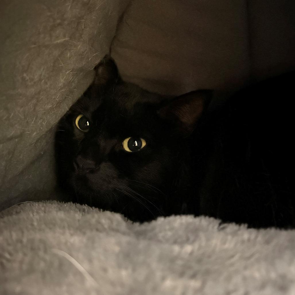 Enlarge Shiro, a Adoptable Domestic Short Hair in Chehalis, WA image 2/2