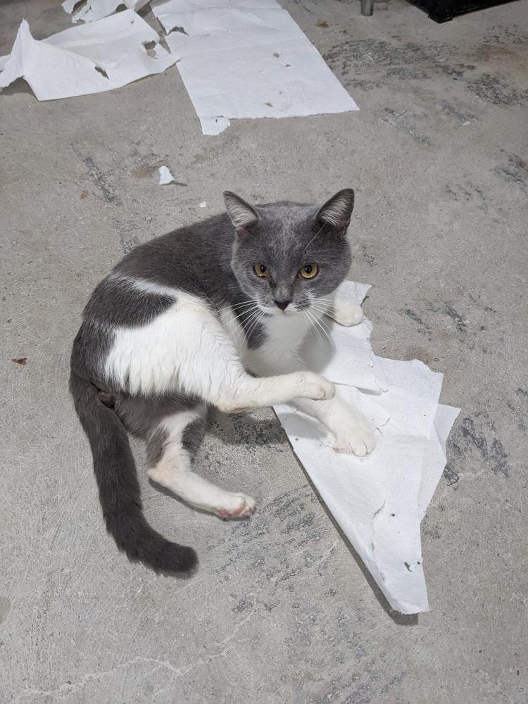 Enlarge Flynn Rider, a Adoptable Domestic Short Hair in Lewisburg, TN image 2/6