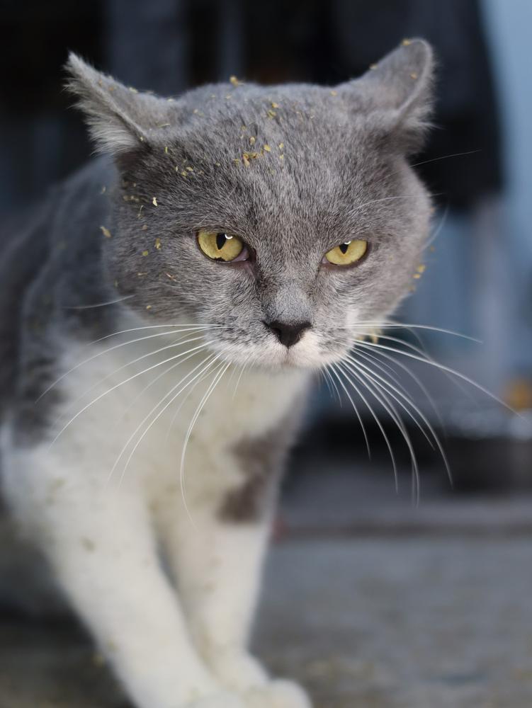 Enlarge Flynn Rider, a Adoptable Domestic Short Hair in Lewisburg, TN image 3/6