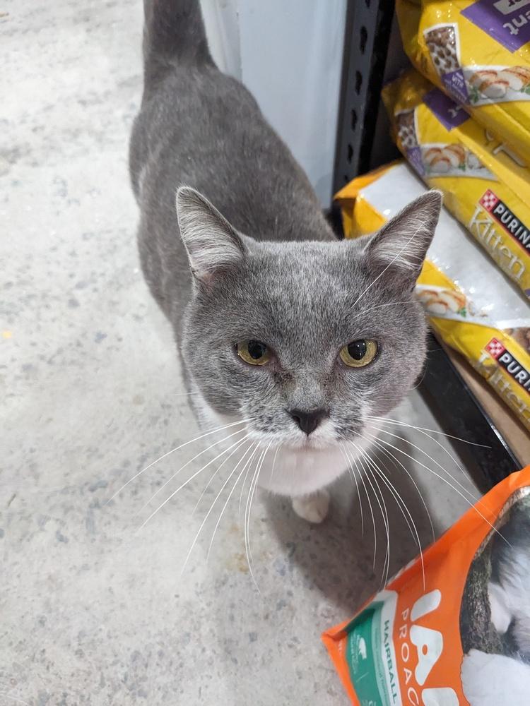 Enlarge Flynn Rider, a Adoptable Domestic Short Hair in Lewisburg, TN image 5/6