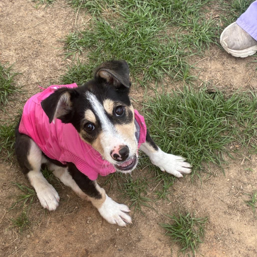 Silly, Adoptable, Puppy Female Australian Shepherd & Mixed Breed.