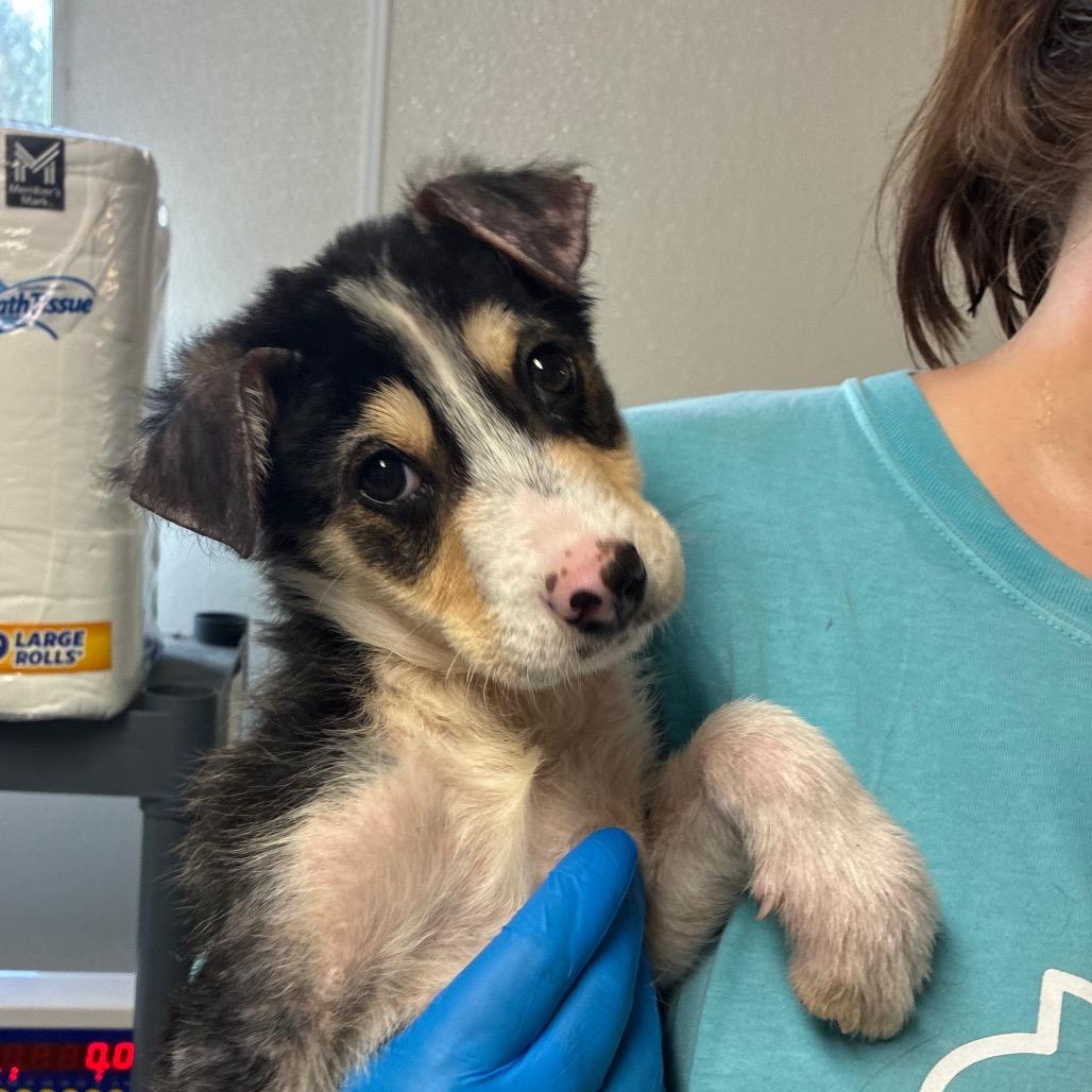 Silly, a Adoptable mixed breed in Hattiesburg, MS image 2/2