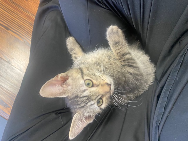 Habanero, a Adopted Domestic Short Hair in Harmony, NC image 2/3