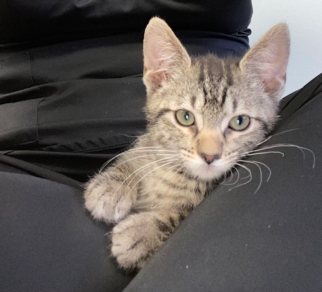 Habanero, a Adopted Domestic Short Hair in Harmony, NC image 1/3