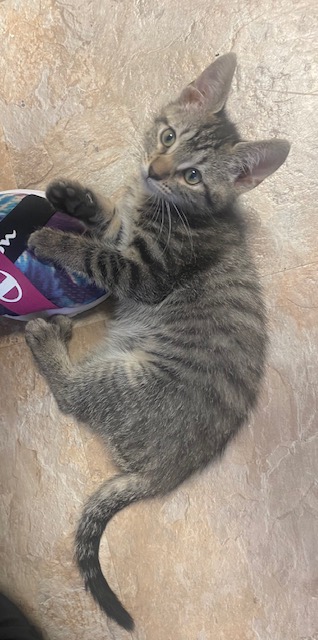 Habanero, a Adopted Domestic Short Hair in Harmony, NC image 3/3