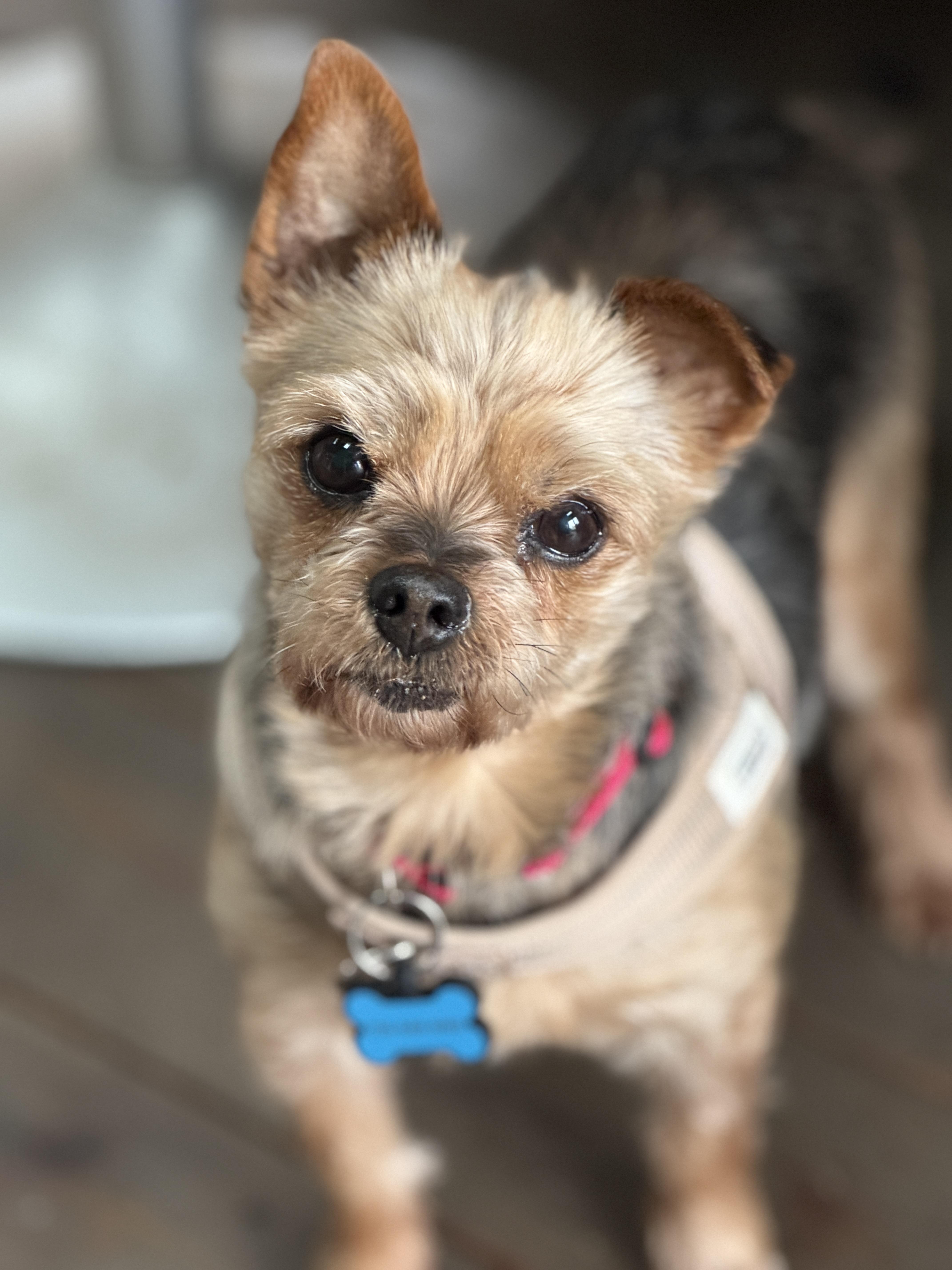 Enlarge Cookie, an adopted Yorkshire Terrier in Surrey, BC image 1/6