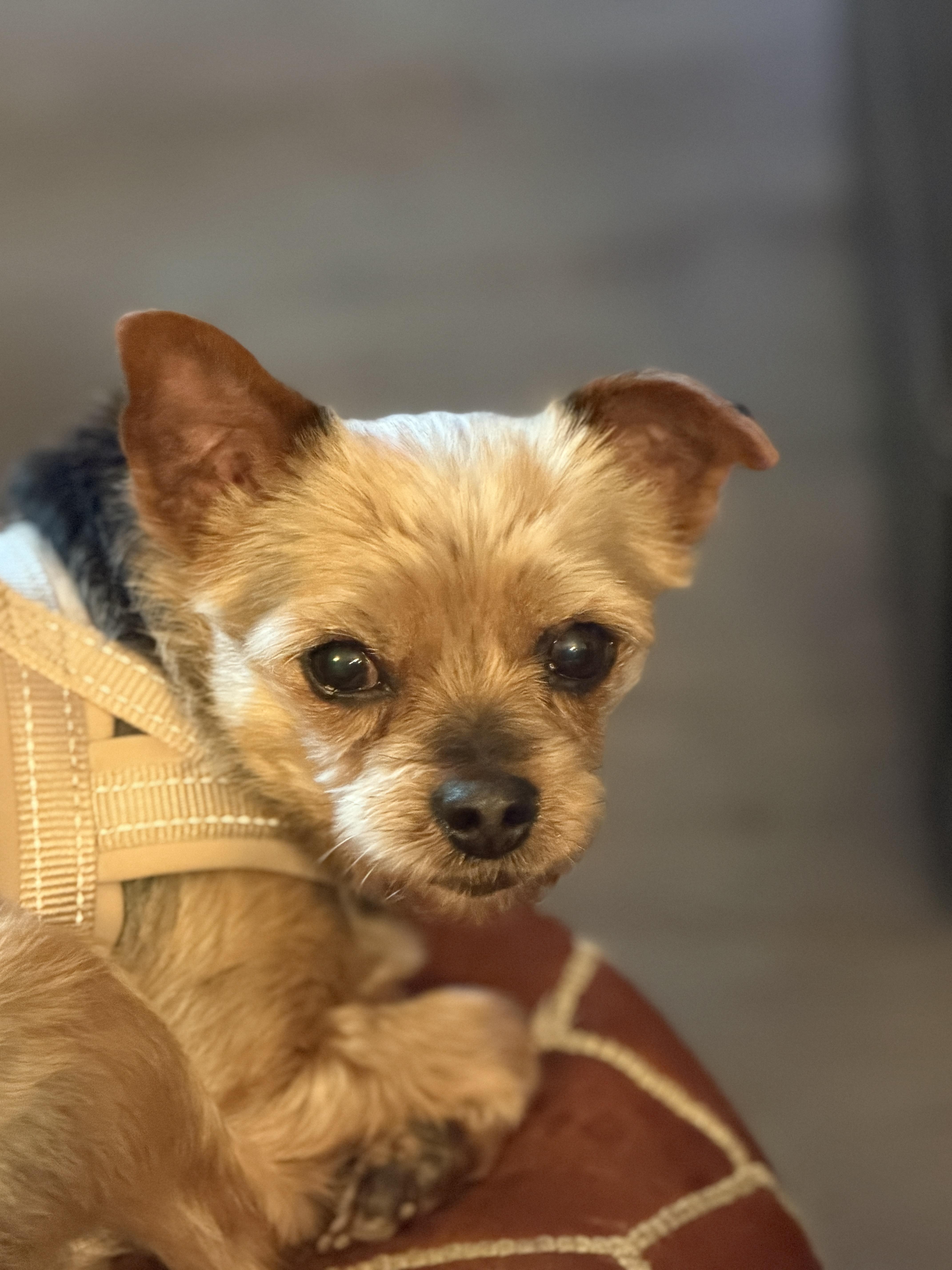 Enlarge Cookie, an adopted Yorkshire Terrier in Surrey, BC image 2/6