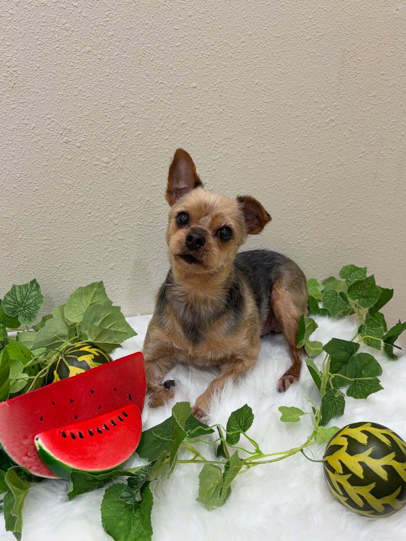 Enlarge Cookie, an adopted Yorkshire Terrier in Surrey, BC image 5/6