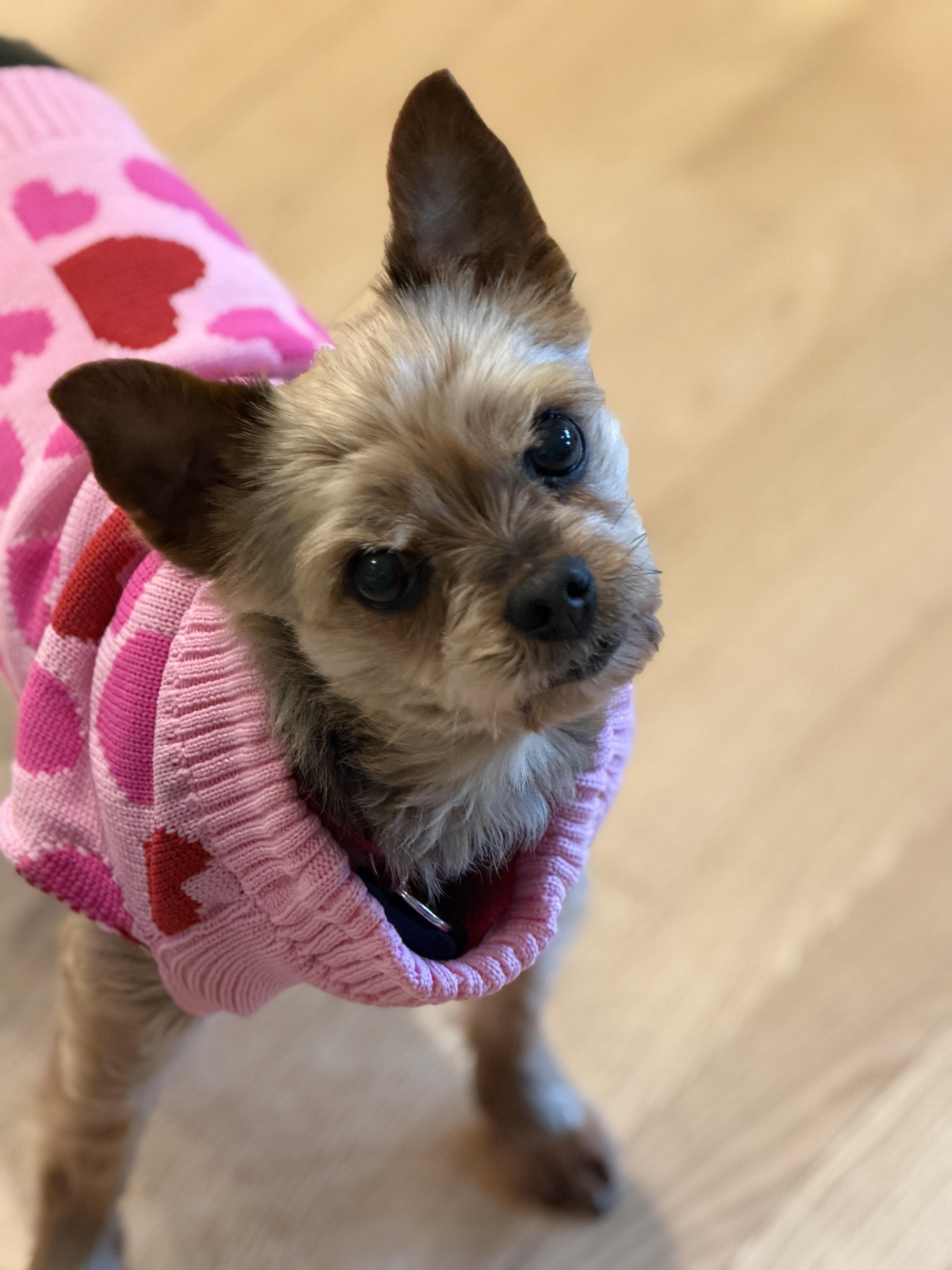 Enlarge Cookie, an adopted Yorkshire Terrier in Surrey, BC image 4/6