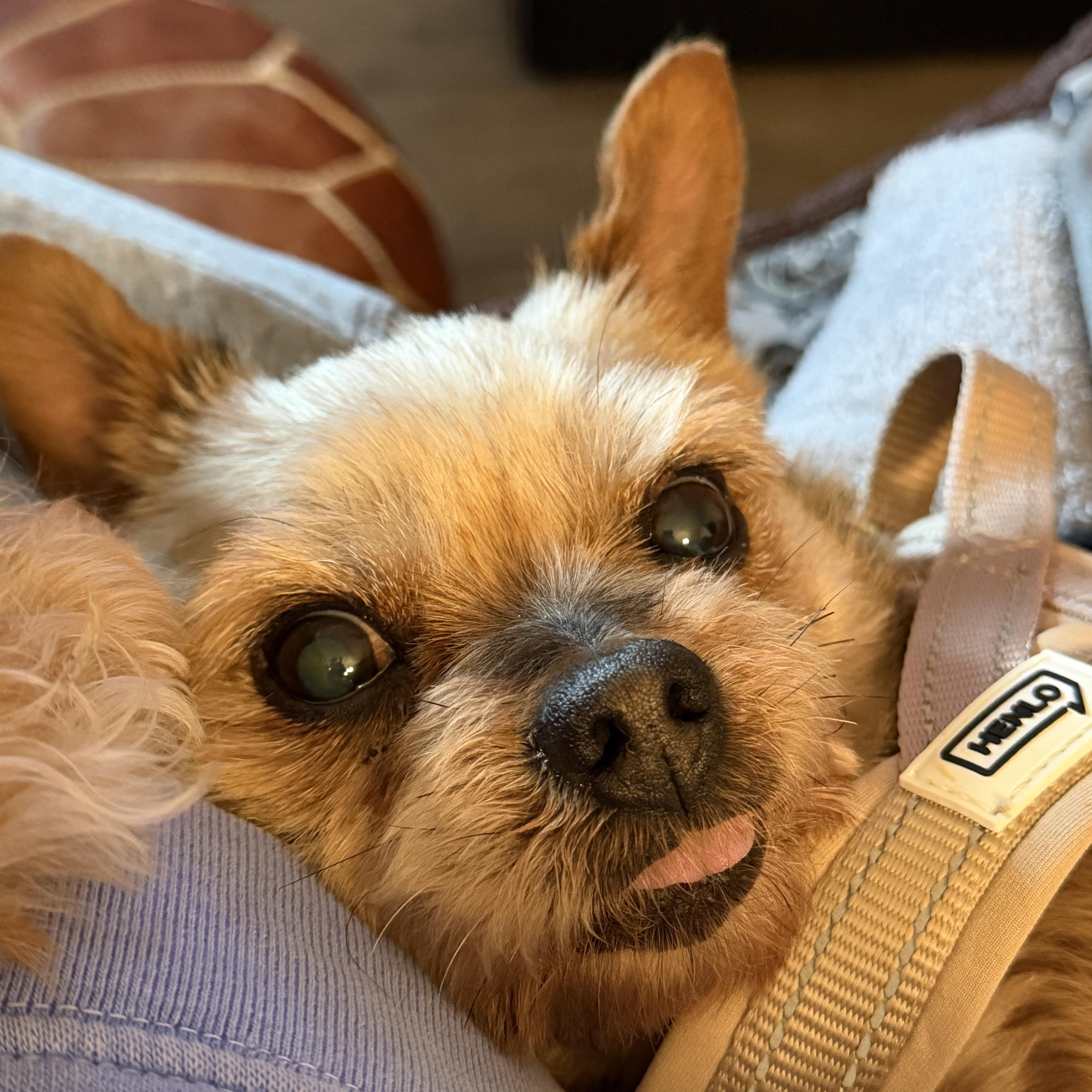 Enlarge Cookie, an adopted Yorkshire Terrier in Surrey, BC image 3/6