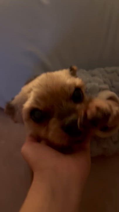 Enlarge Cookie, an adopted Yorkshire Terrier in Surrey, BC video 6/6