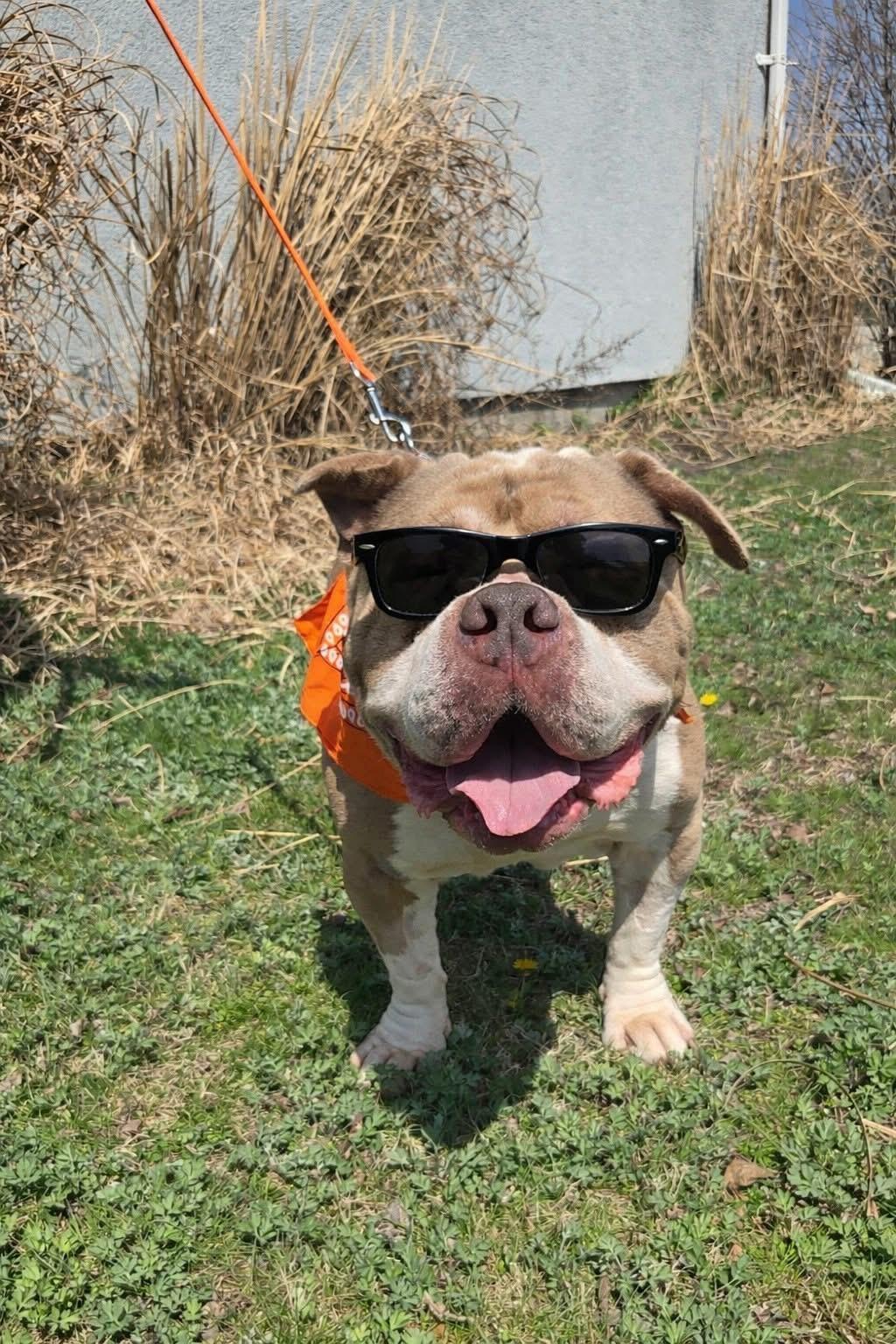 Enlarge Rocky , a ADOPTABLE Bulldog in Cranston, RI image 1/1