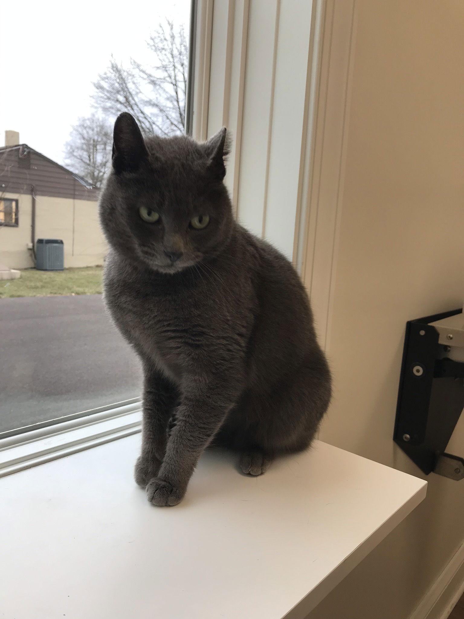 Noel, Adoptable, Adult Female Domestic Short Hair.