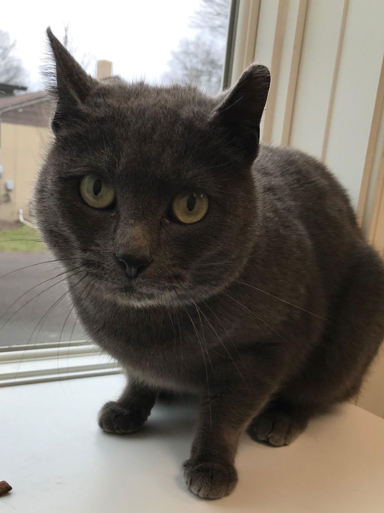 Noel, a Adoptable Domestic Short Hair in Spring City, PA image 2/2