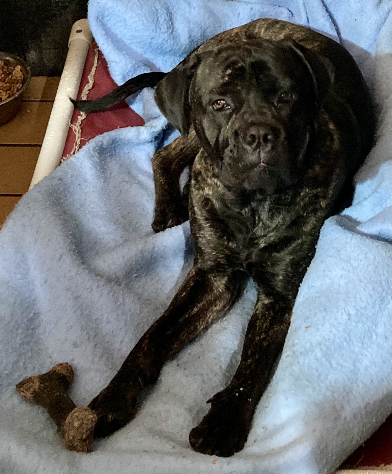 Nicco, a Adoptable mixed breed image 3/6