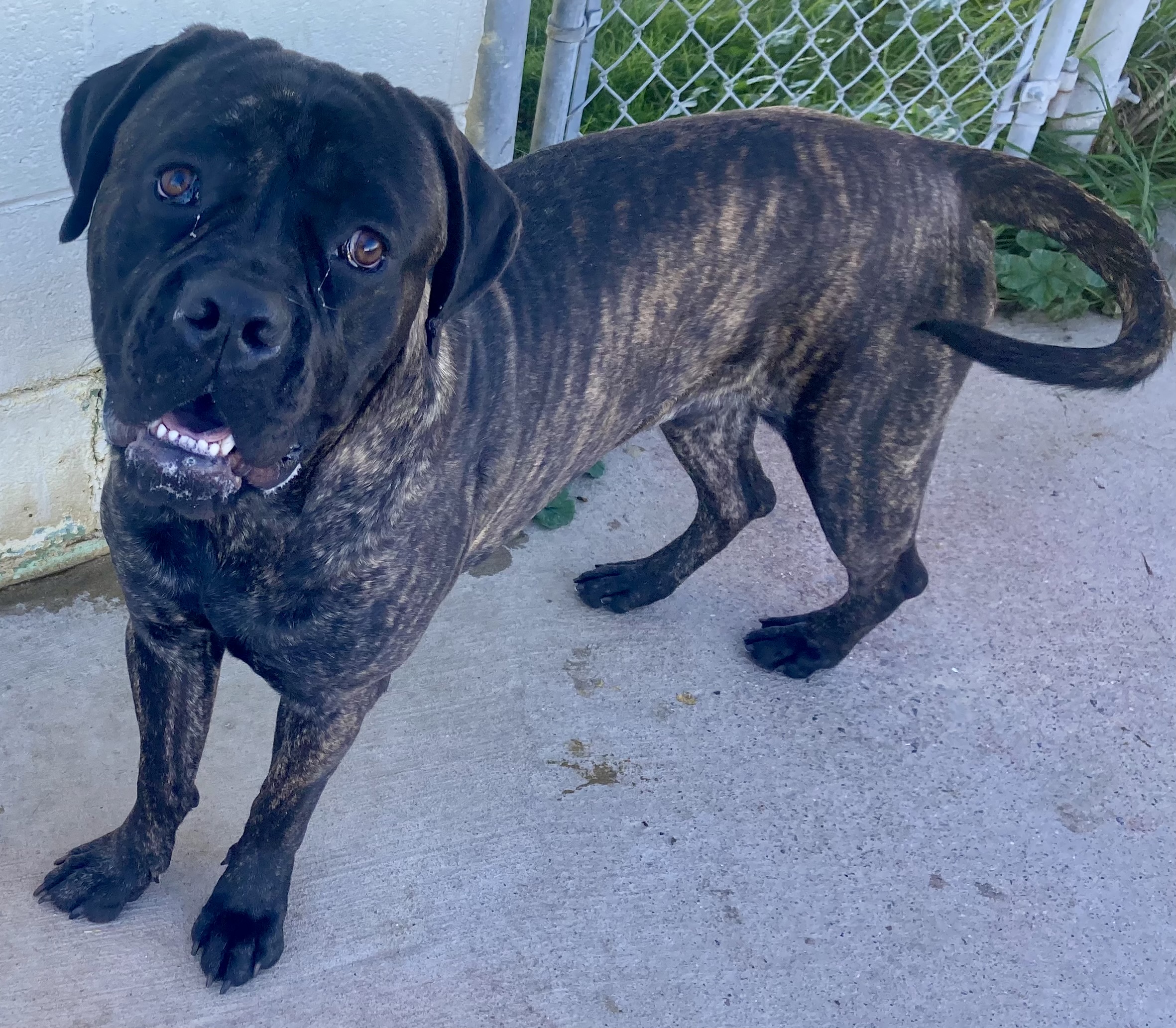 Nicco, a Adoptable mixed breed image 5/6