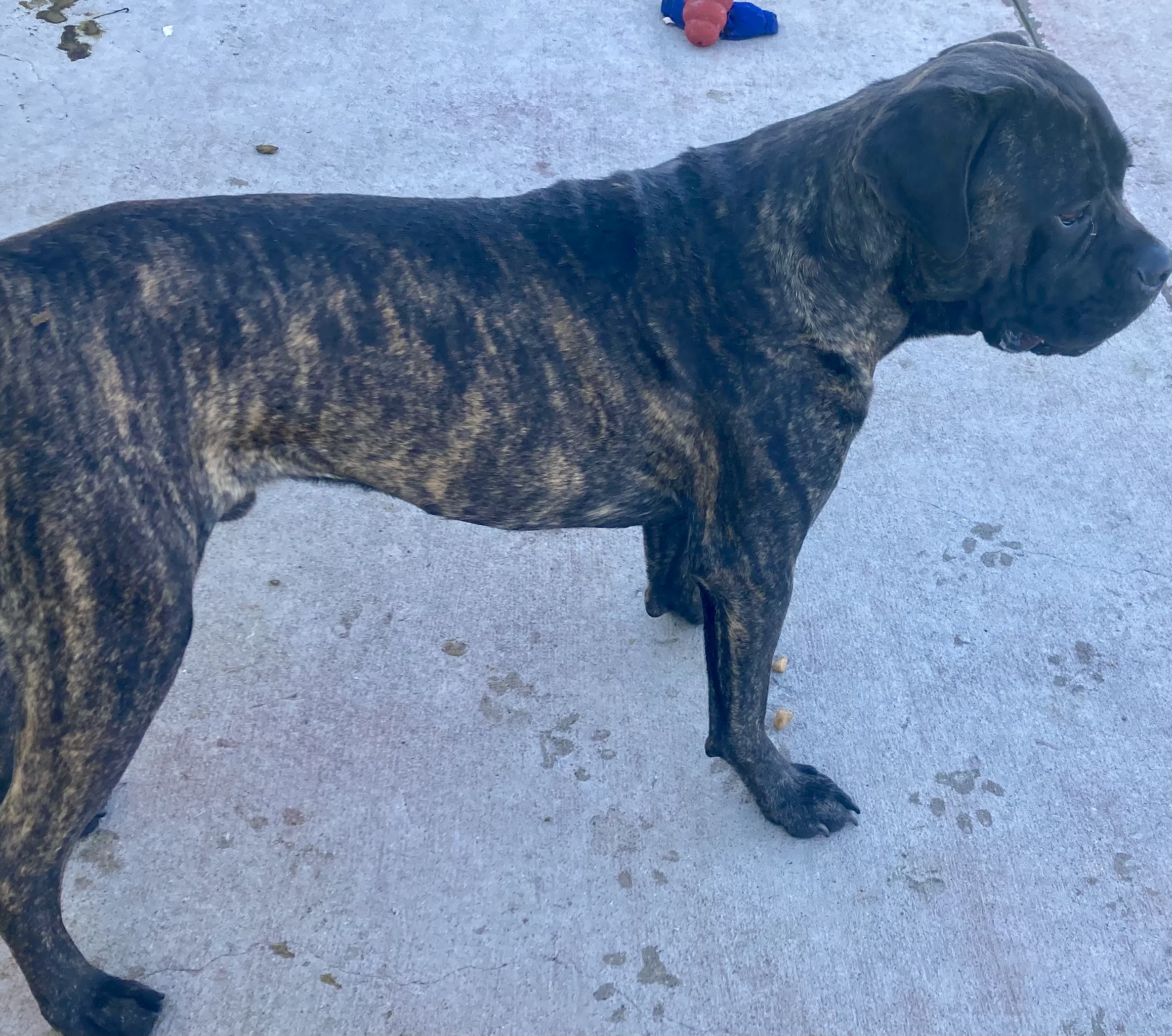 Nicco, a Adoptable mixed breed image 6/6