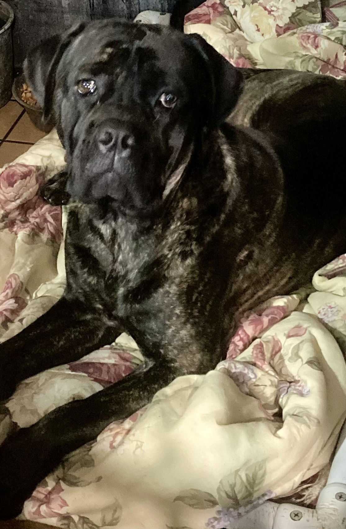 Nicco, a Adoptable mixed breed image 1/6