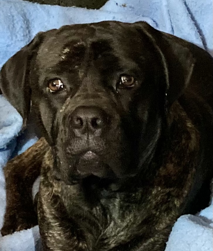 Nicco, a Adoptable mixed breed image 4/6