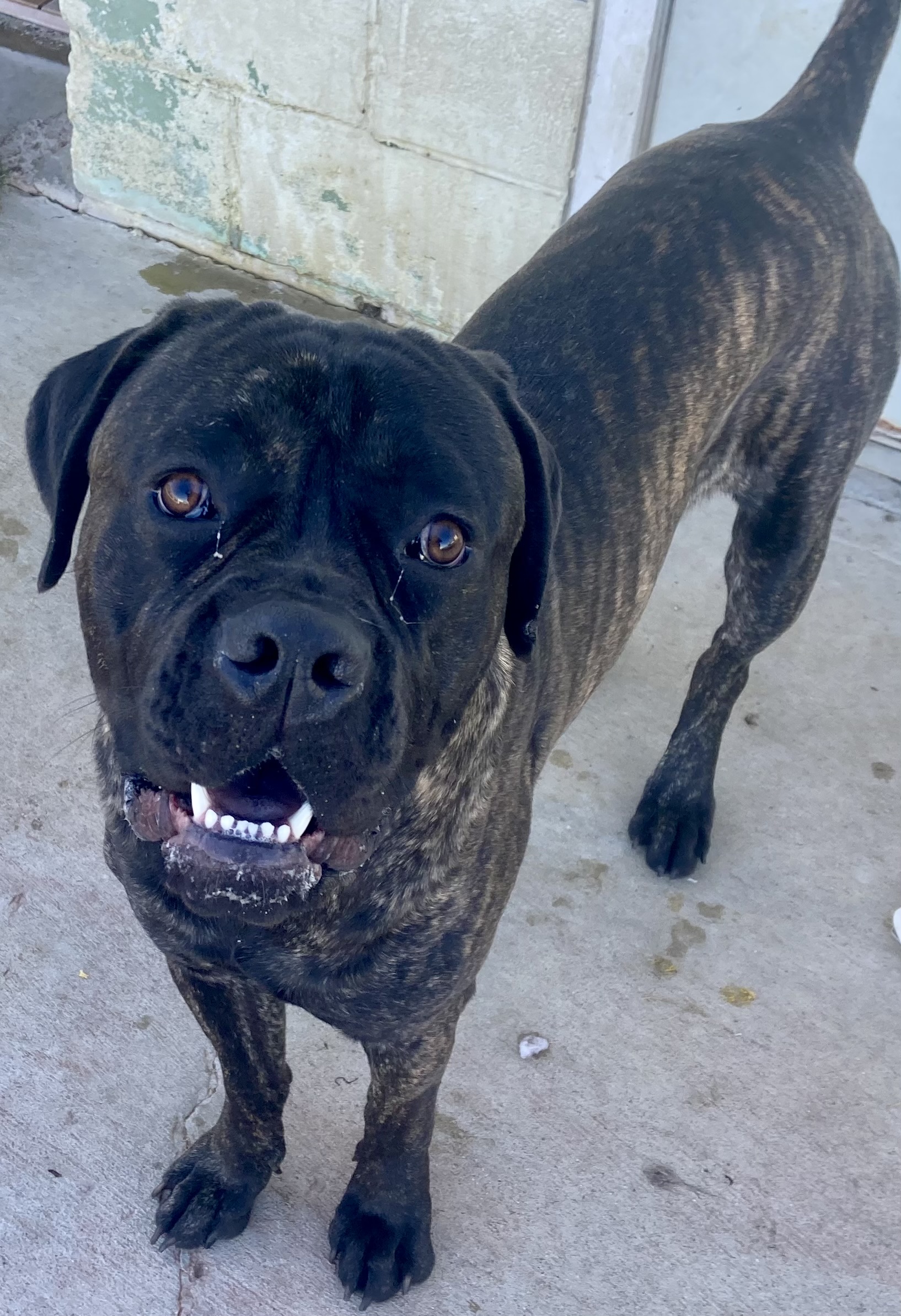 Nicco, a Adoptable mixed breed image 2/6