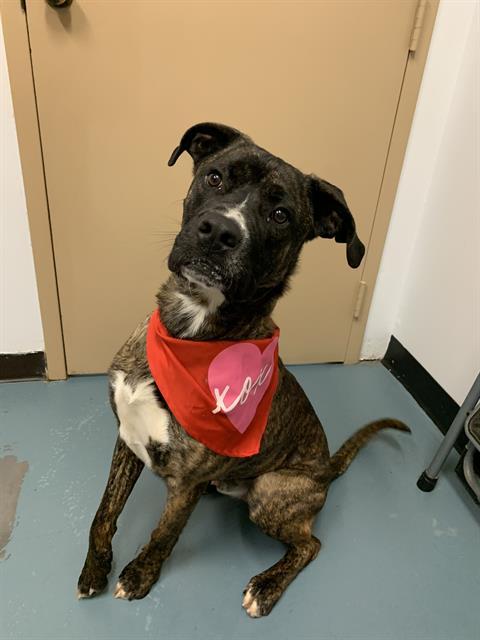 SMUDGE, Adoptable, Young Male Boxer & Labrador Retriever.