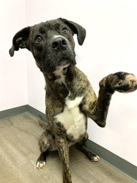SMUDGE, Adoptable, Young Male Cane Corso & American Bulldog.