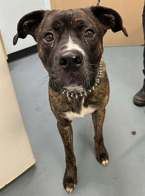 Enlarge SMUDGE, a Adoptable mixed breed in London, ON image 1/1