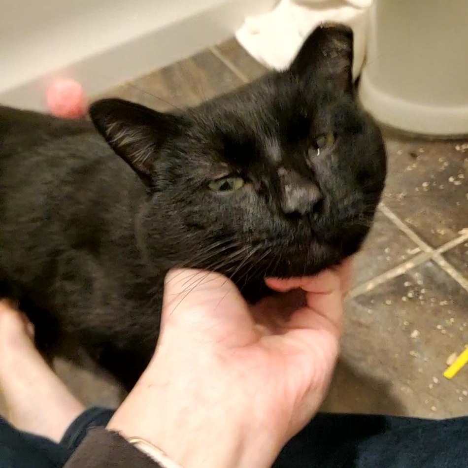 Enlarge Orion, a Adopted Domestic Short Hair in Baltimore, MD image 1/3