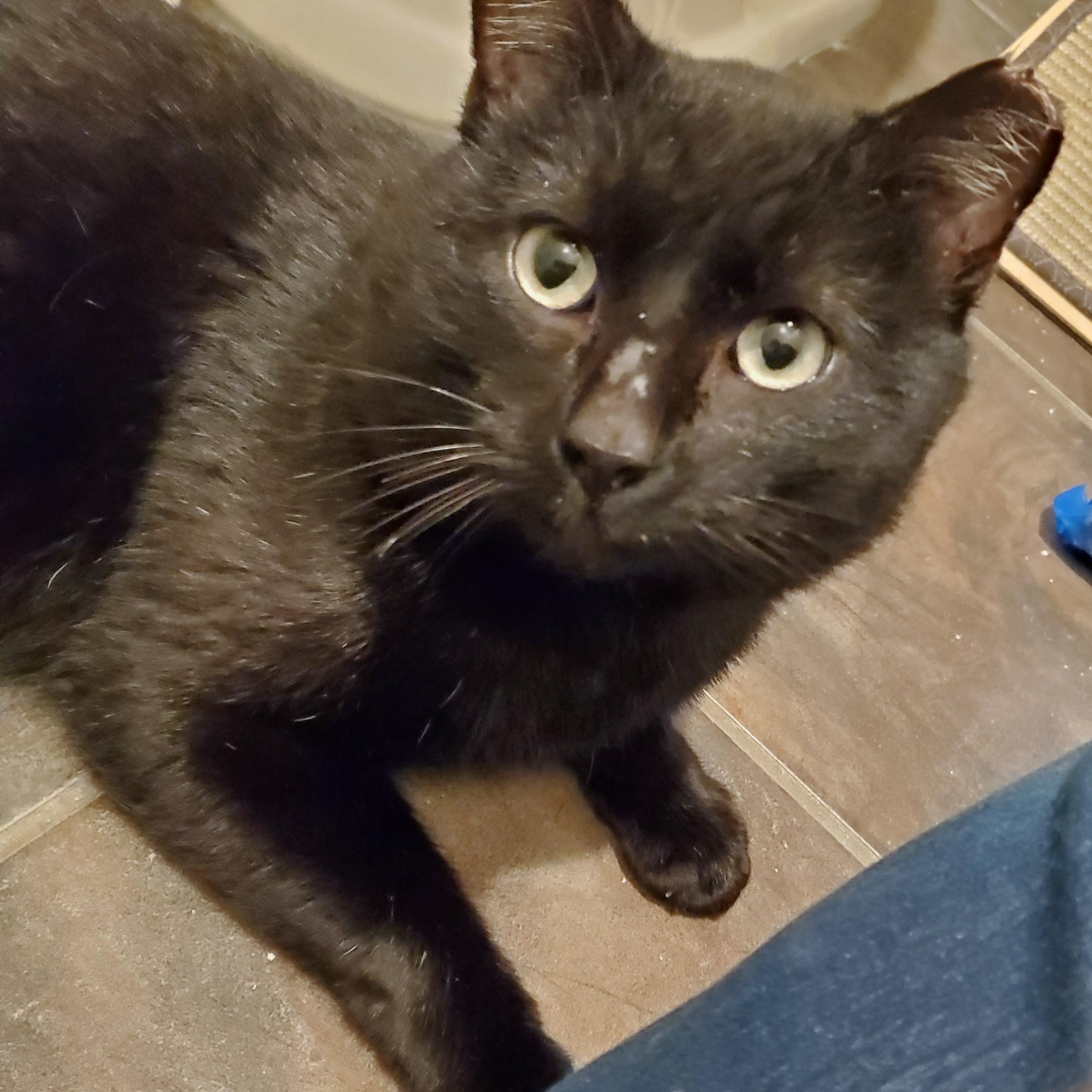 Enlarge Orion, a Adopted Domestic Short Hair in Baltimore, MD image 2/3