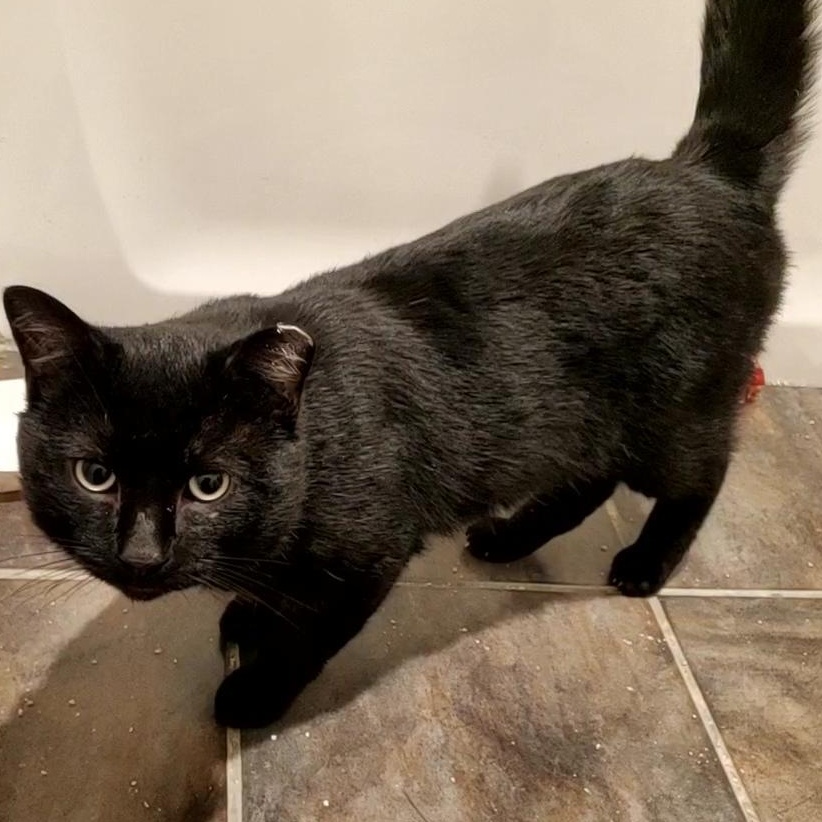 Enlarge Orion, a Adopted Domestic Short Hair in Baltimore, MD image 3/3