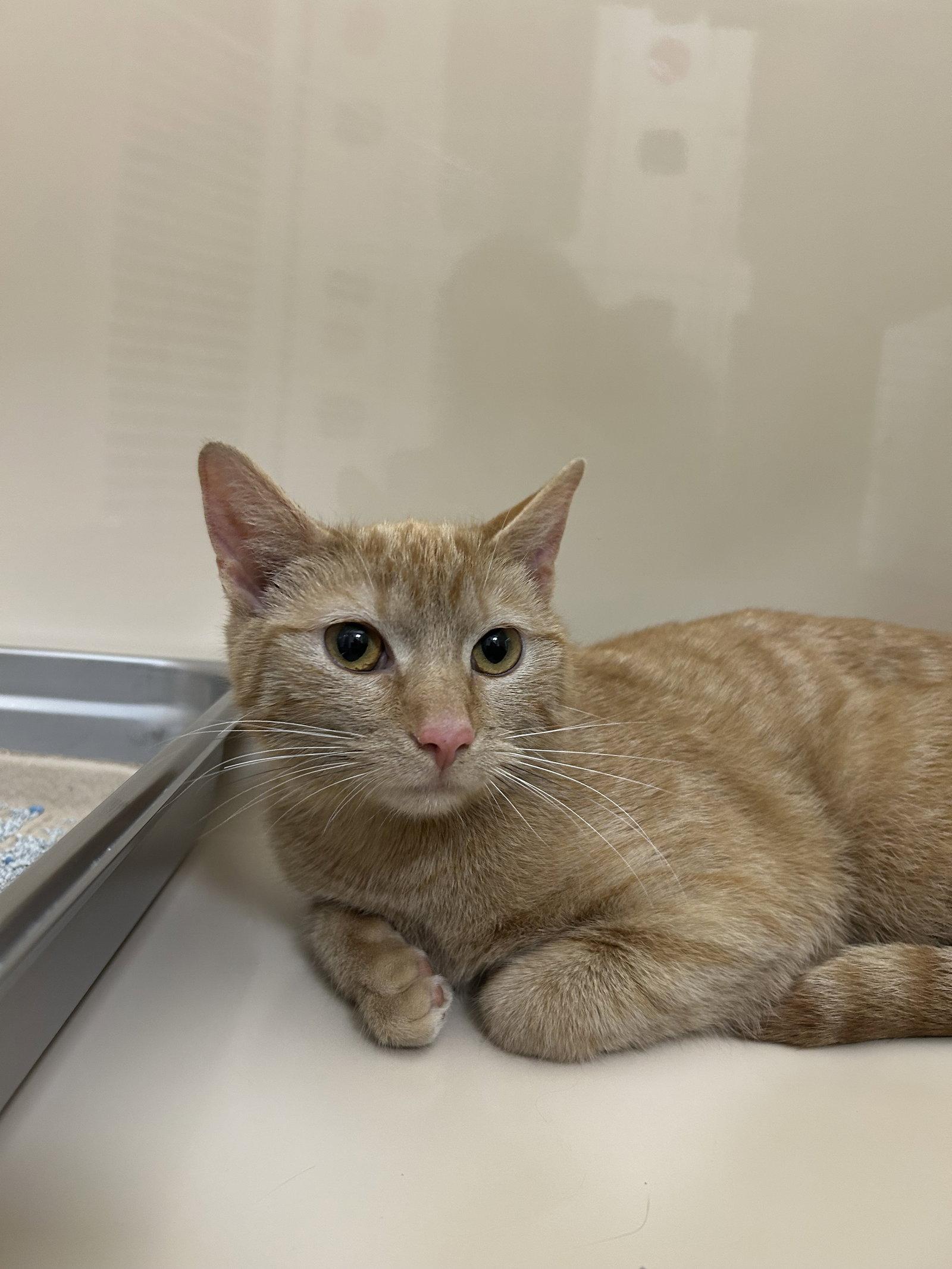 Enlarge Tiny, a Adoptable Domestic Short Hair in Lancaster, PA image 1/2