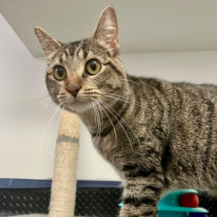 Enlarge Eggnog, an adoptable mixed breed in Tulsa, OK image 2/4