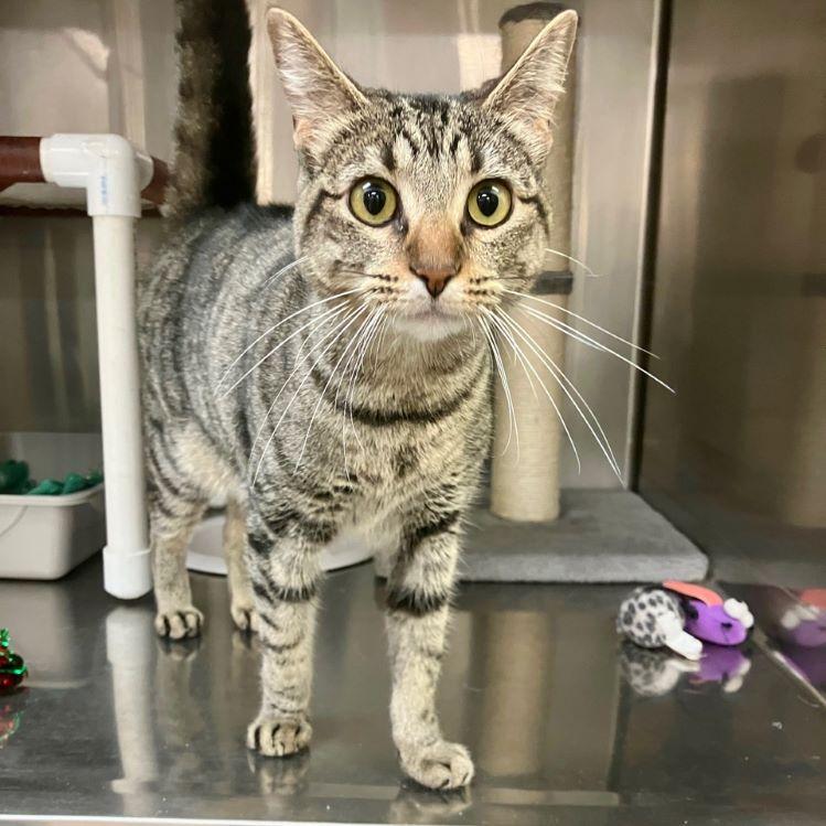 Eggnog, adoptable, Adult Female Tabby & Domestic Short Hair.