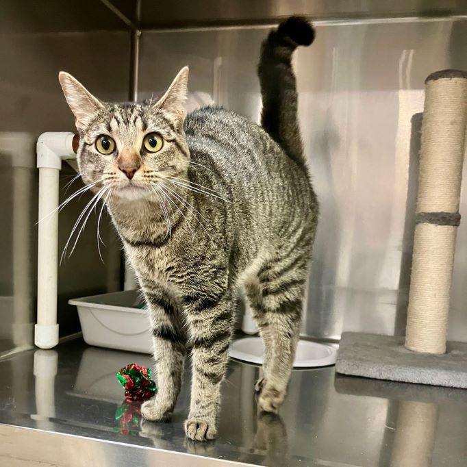 Enlarge Eggnog, an adoptable mixed breed in Tulsa, OK image 3/4