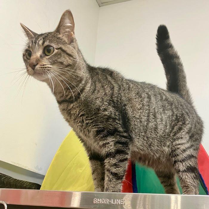 Enlarge Eggnog, an adoptable mixed breed in Tulsa, OK image 4/4