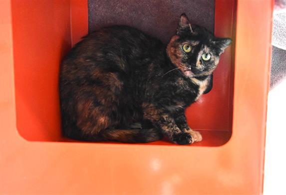 MYSTERY, Adoptable, Young Female Domestic Short Hair.