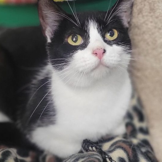 Enlarge Ariana, a Adoptable Tuxedo in Independence, OH image 2/2