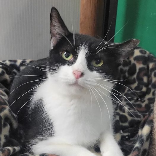 Ariana, Adoptable, Adult Female Tuxedo.