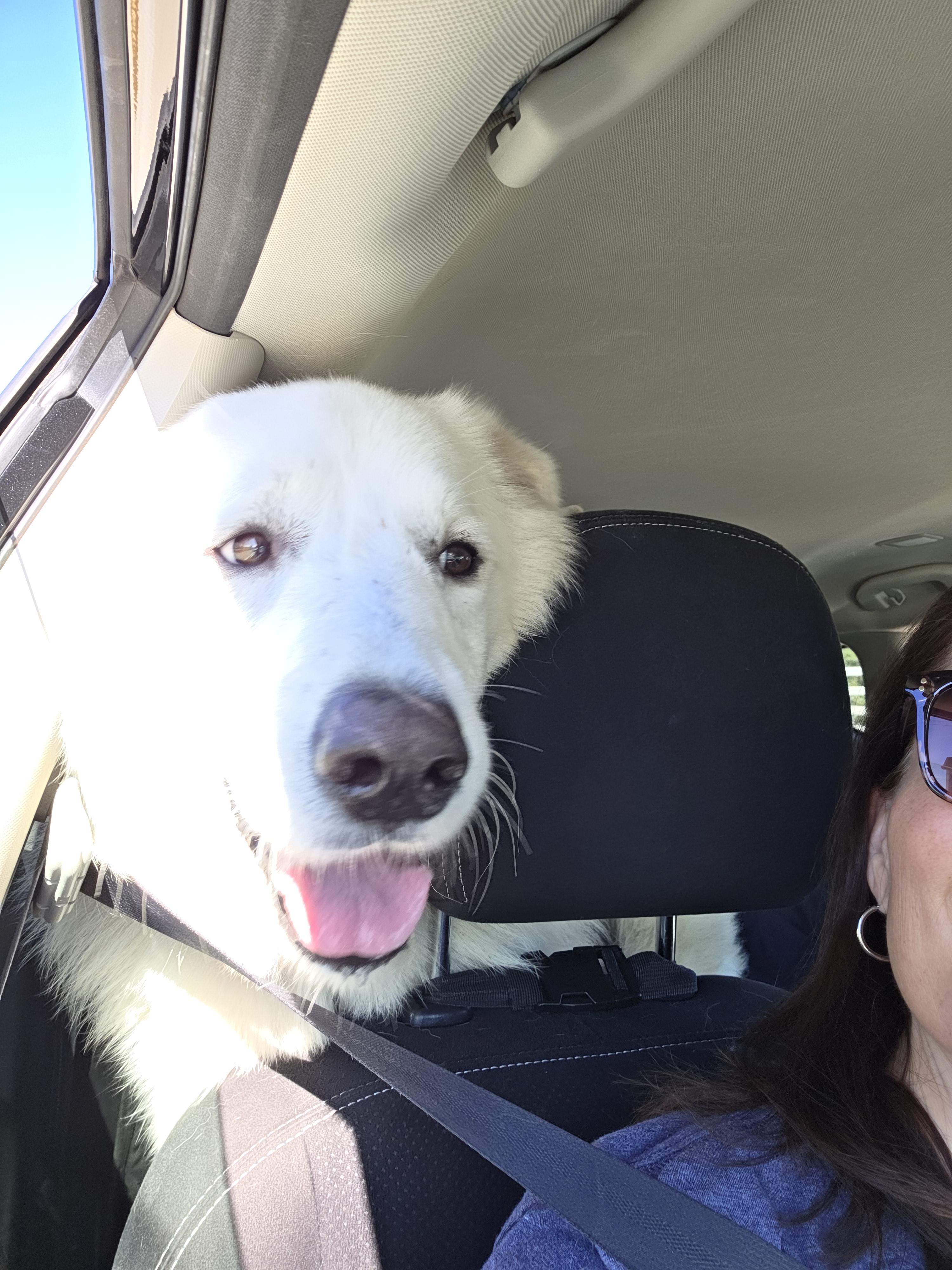 Turkey HTX, Adoptable, Adult Male Great Pyrenees.