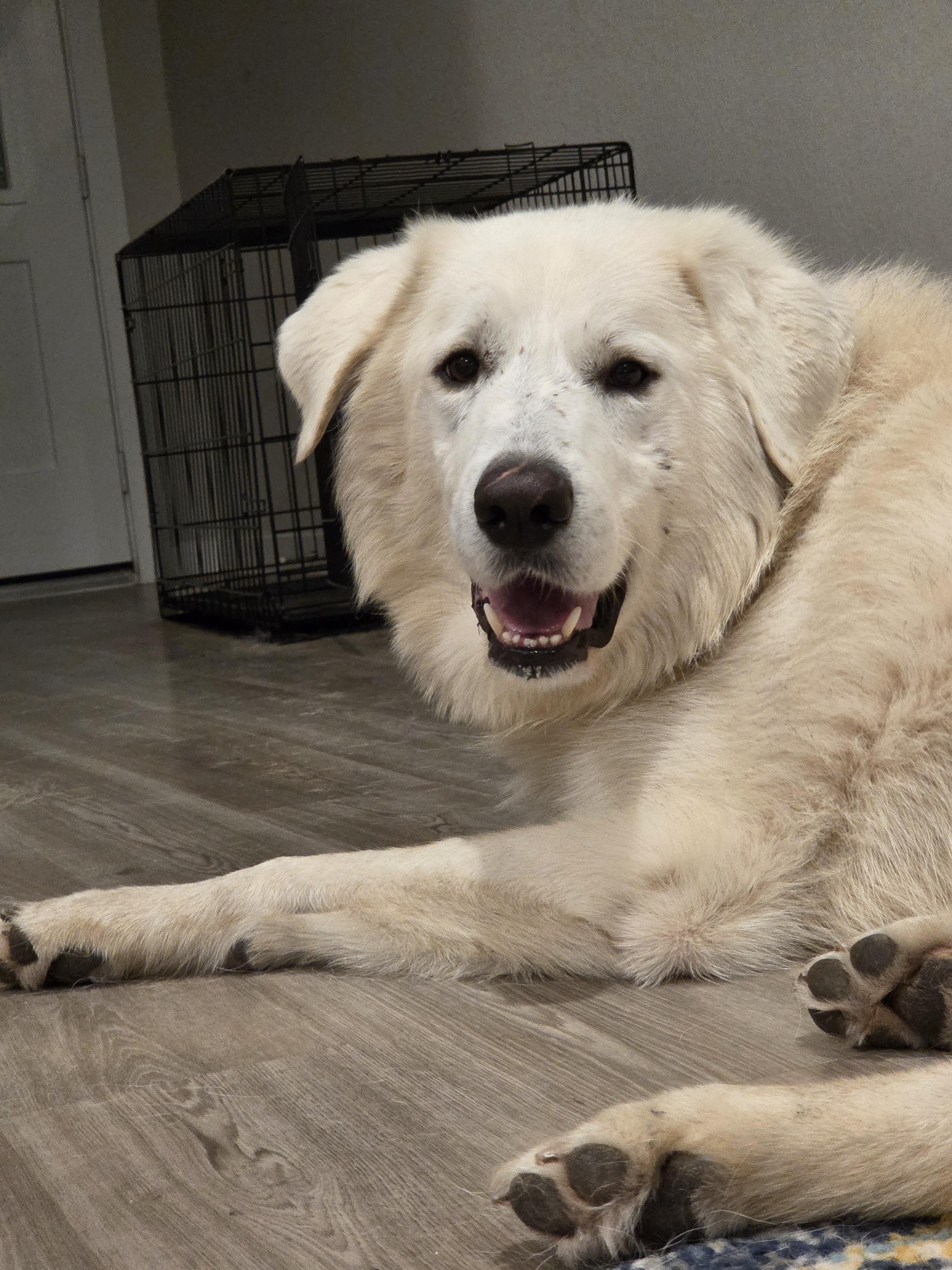 Enlarge Turkey HTX, a Adoption Pending Great Pyrenees in Quinlan, TX image 1/5
