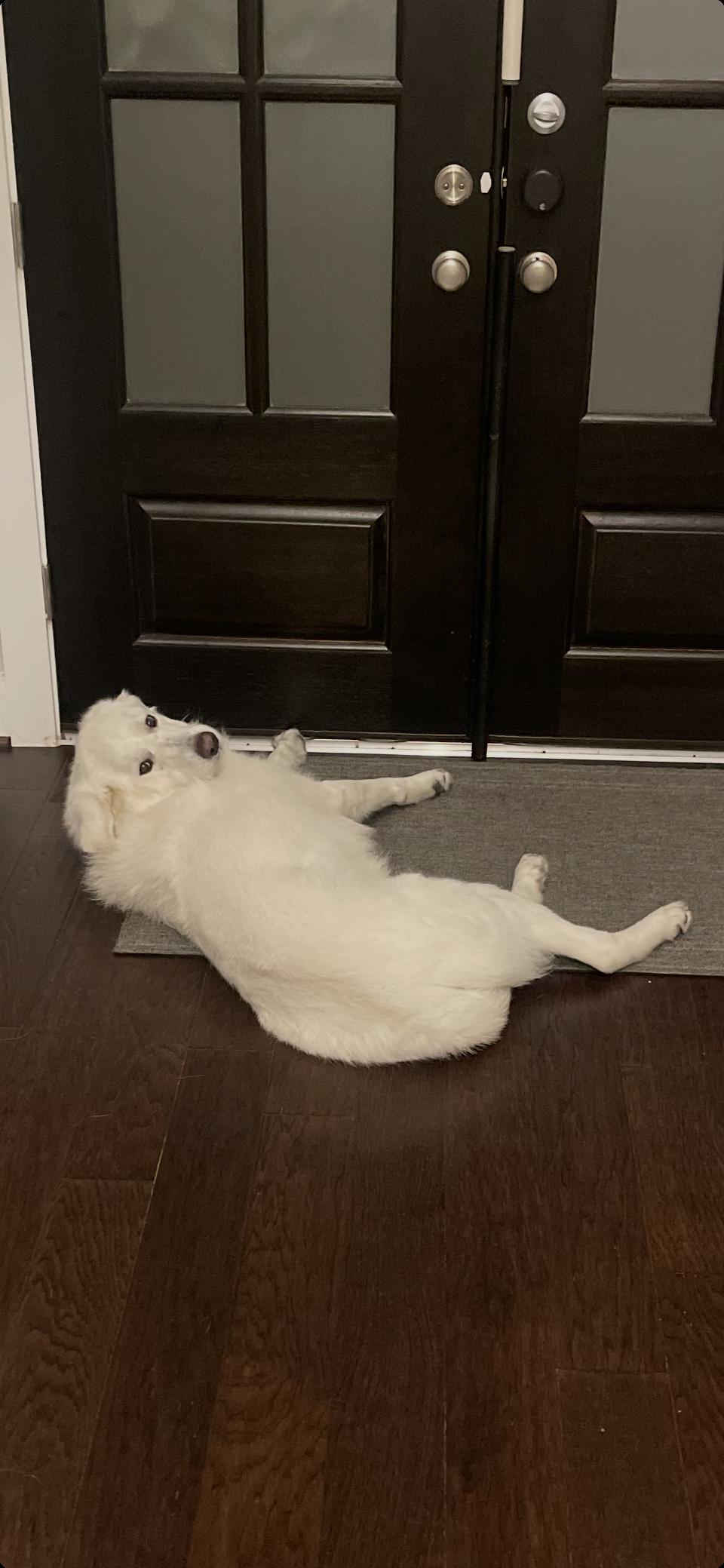 Enlarge Turkey HTX, a Adoption Pending Great Pyrenees in Quinlan, TX image 2/5