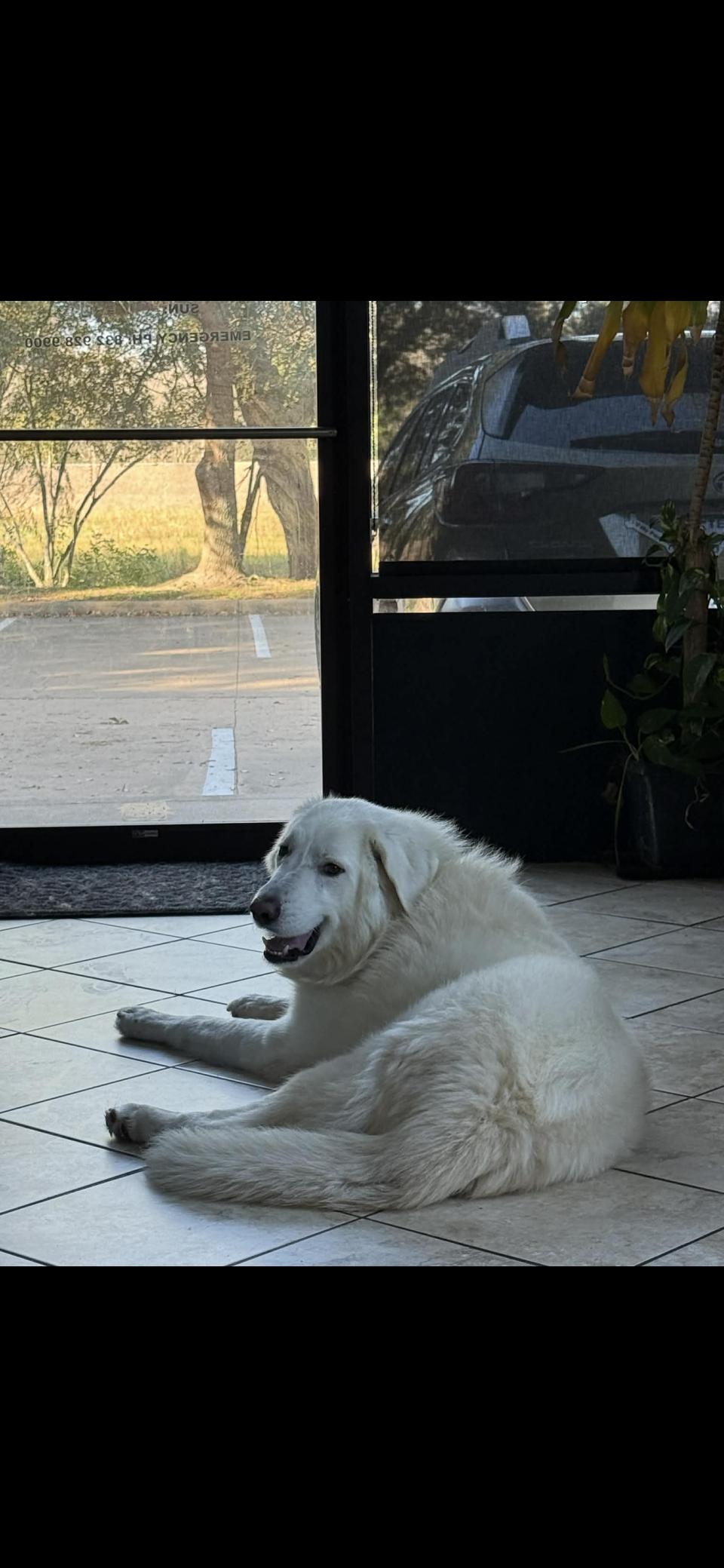 Enlarge Turkey HTX, a Adoption Pending Great Pyrenees in Quinlan, TX image 3/5