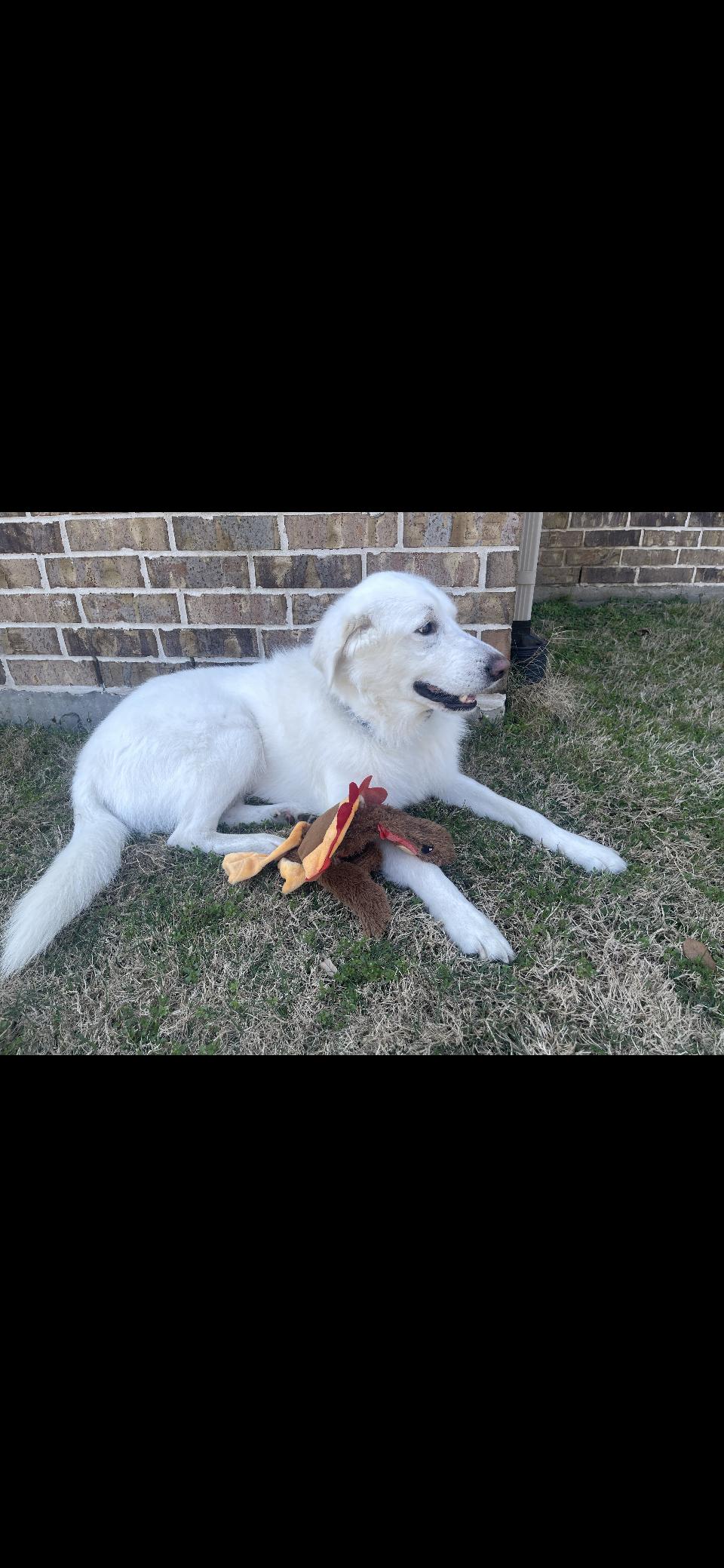 Enlarge Turkey HTX, a Adoption Pending Great Pyrenees in Quinlan, TX image 4/5