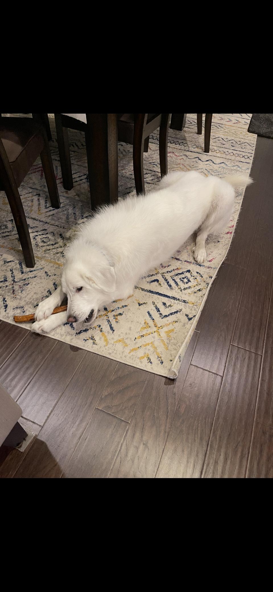 Enlarge Turkey HTX, a Adoption Pending Great Pyrenees in Quinlan, TX image 5/5